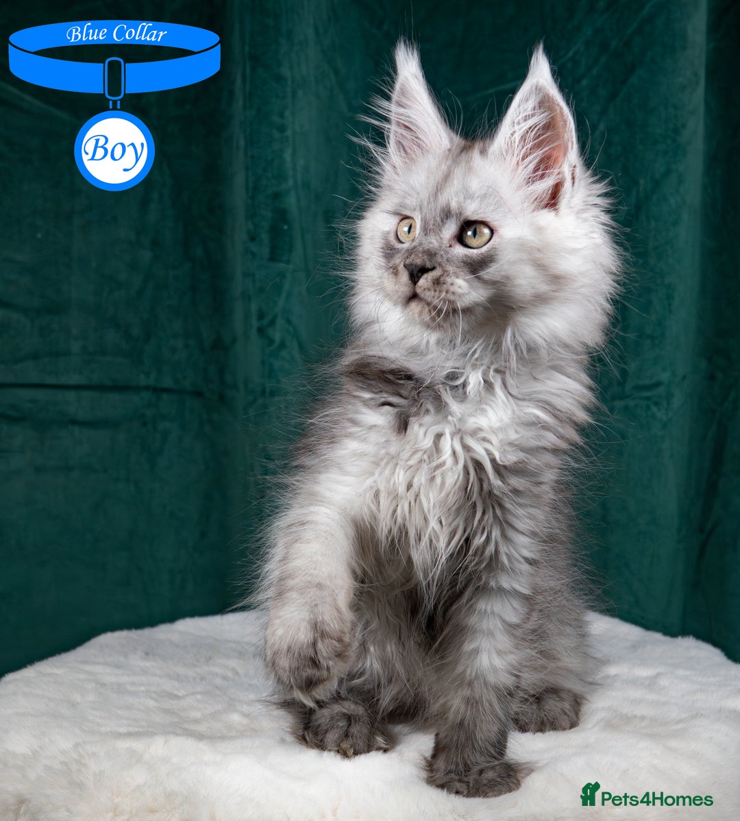 Maine Coon cats for sale: XL PEDIGREE TICA REGISTERED MAINE COON KITTENS - Advert 9