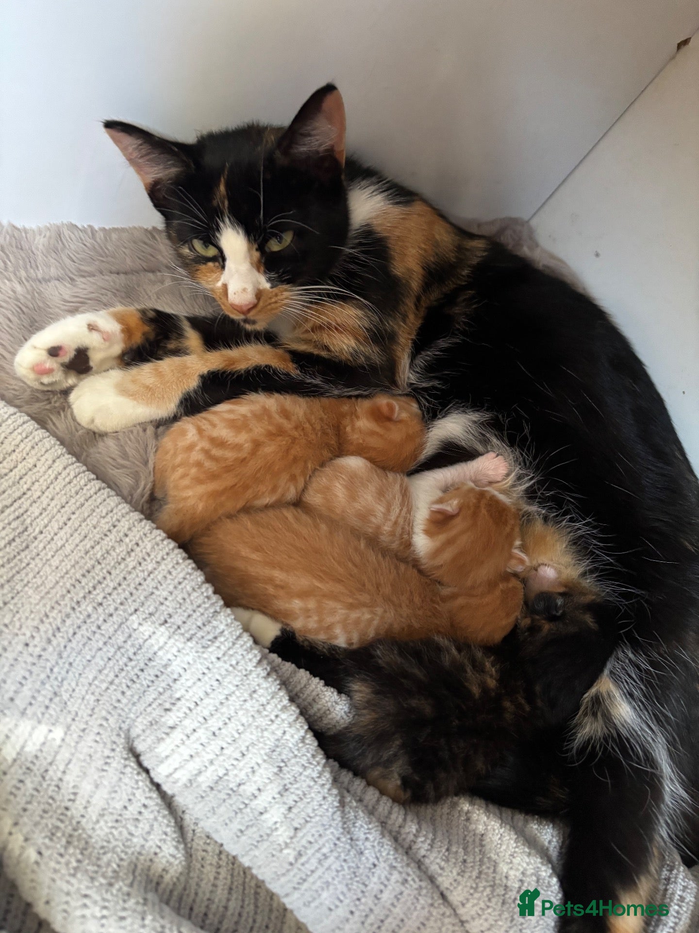 Domestic Shorthair cats Gorgeous kittens looking for their forever homes - Advert 11