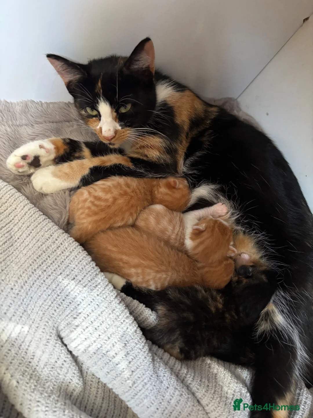 Domestic Shorthair cats for sale: Gorgeous kittens looking for their forever homes in Manchester - Advert 1