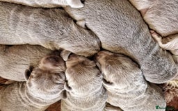 Labrador Retriever dogs for sale: Gorgeous KC Silver Labrador Puppies. - Image 5