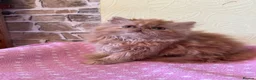 Persian cats for sale: 💕 Beautiful Kittens 💕 - Advert 14