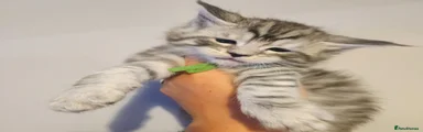 Maine Coon 2