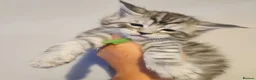 Maine Coon cats for sale: Mainecoon tica registered kittens shaded line - Advert 7