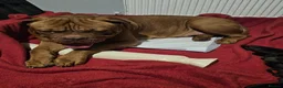 Mixed Breed dogs for sale: Dogue de bordeux x lab - Advert 1