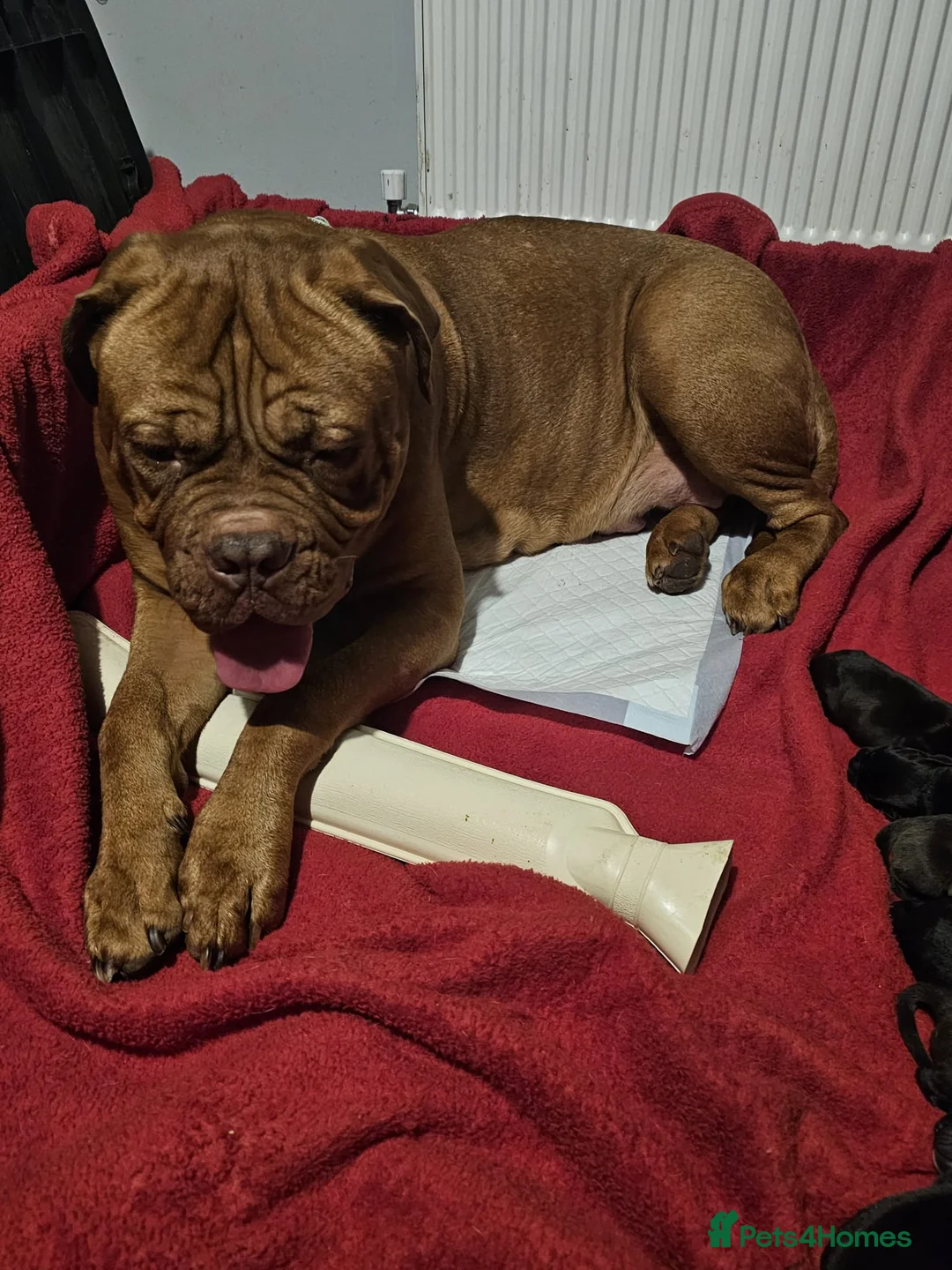 Mixed Breed dogs for sale: Dogue de bordeux x lab - Advert 1