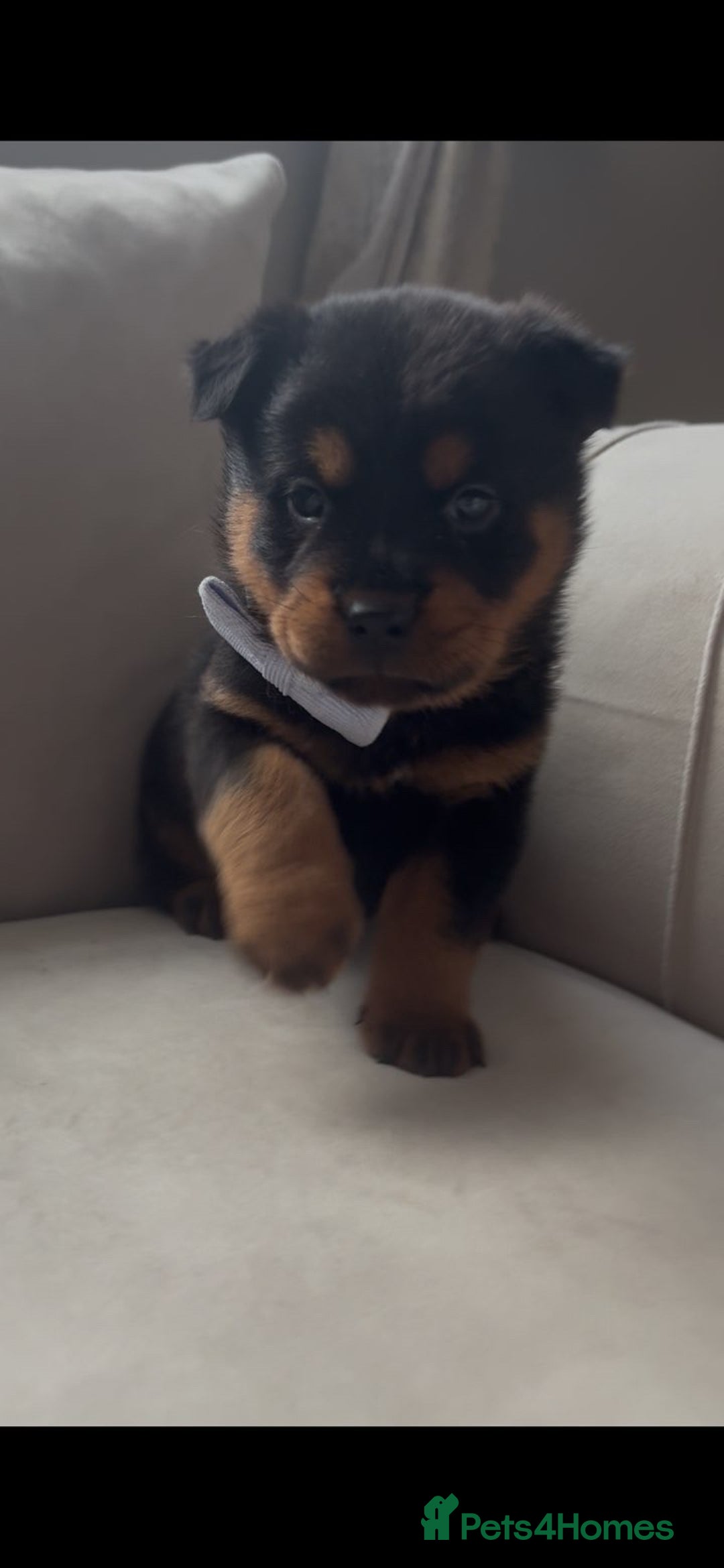 Mixed Breed dogs for sale: Rottweiler x chow chow puppies  - Advert 7