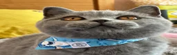 British Shorthair cats for sale: Gccf registered kittens  - Advert 29