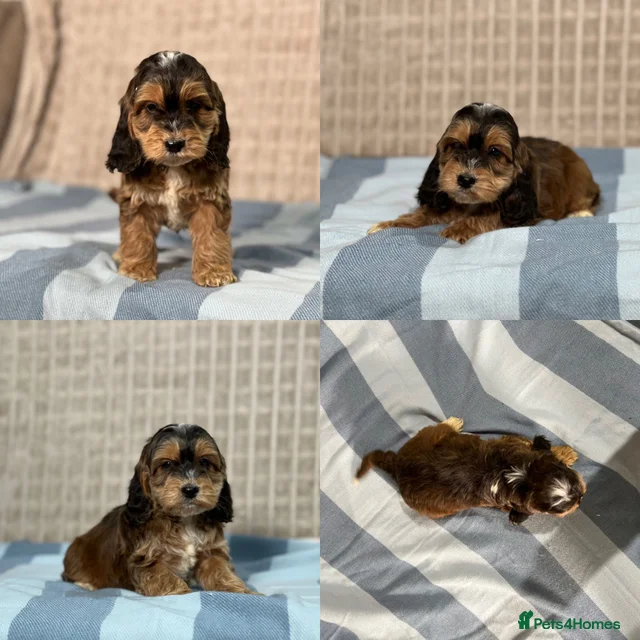Stunning Cockapoo puppies for sale in Bristol | Pets4Homes
