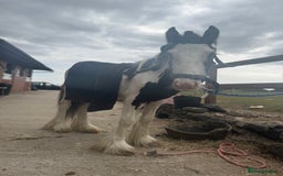 Irish Cob horses for sale: beautiful bingo 😍 - Image 13