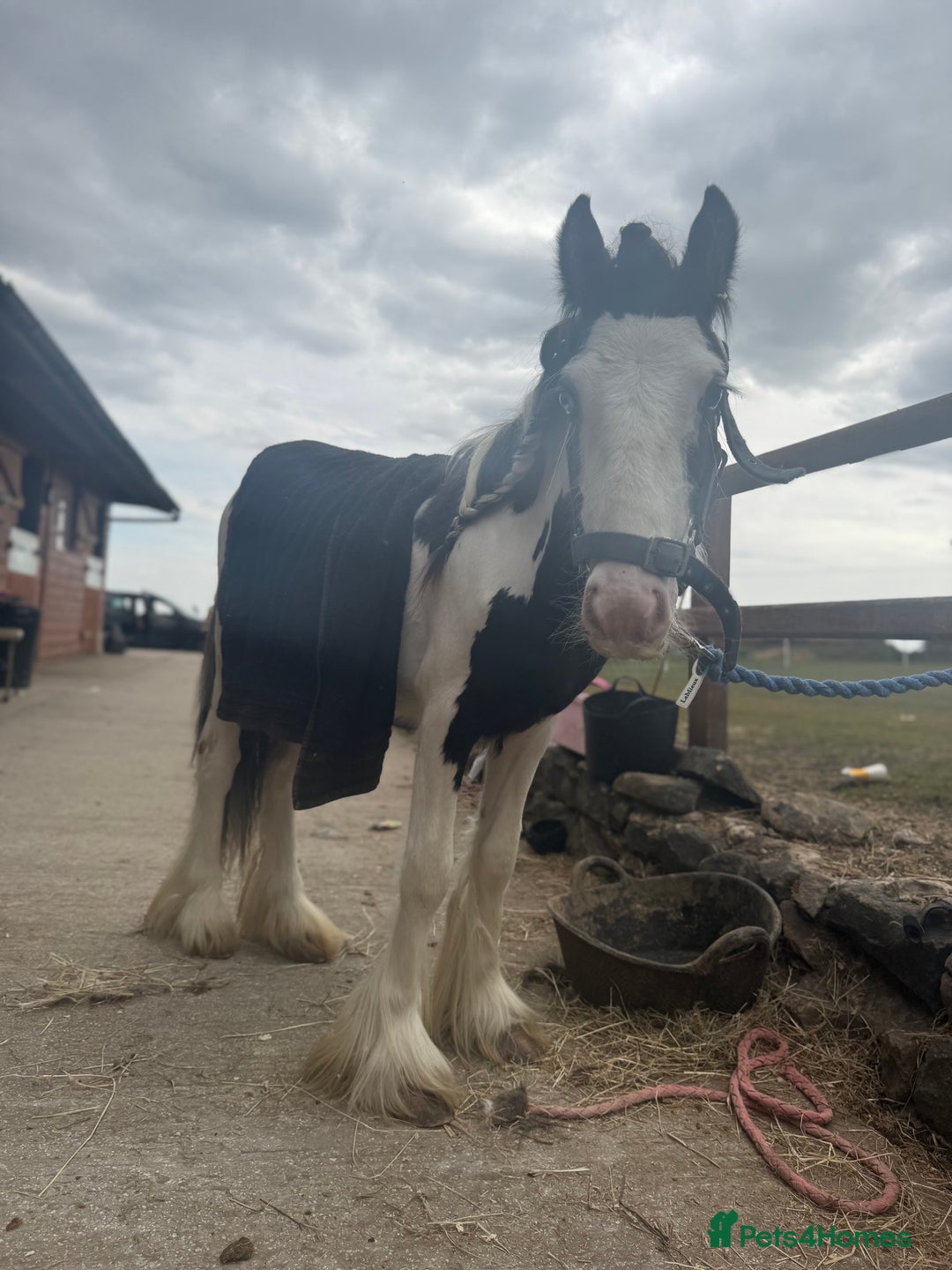 Irish Cob horses for sale: beautiful bingo 😍 - Image 13