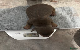 Miniature Dachshund dogs for sale: Miniature dachshund  - Image 9