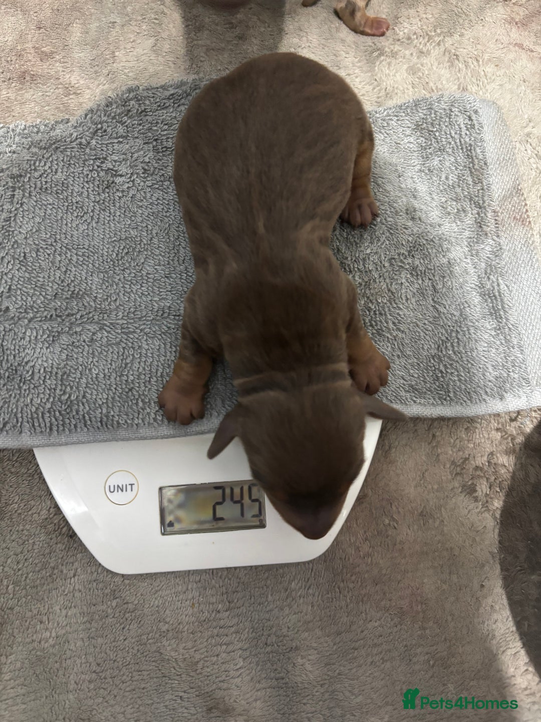 Miniature Dachshund dogs for sale: Miniature dachshund  - Image 9