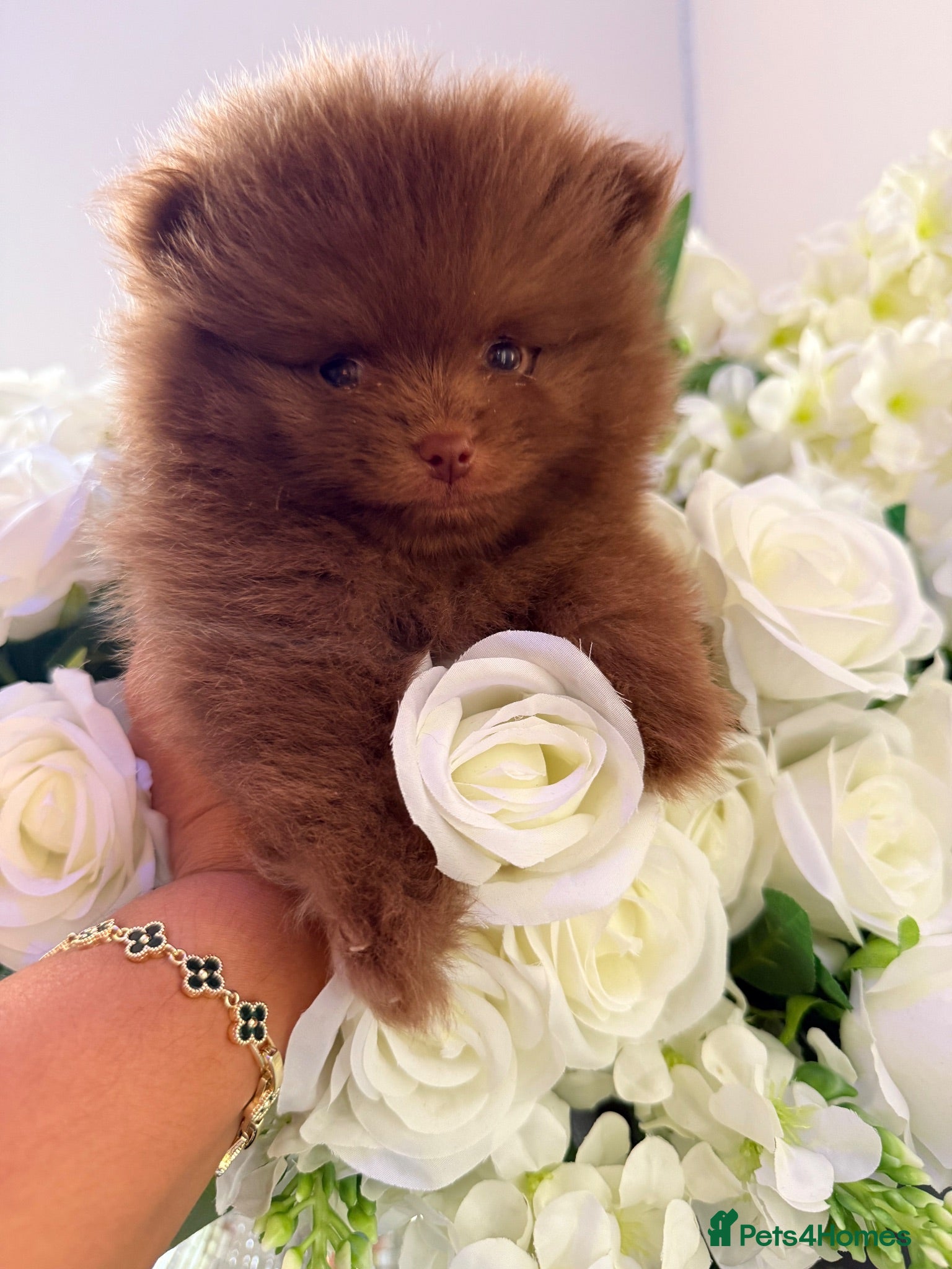 Pomeranian dogs 🐻 Tiny Teddy Bear Pomeranian Boy 🤎 KC Registered - Advert 3
