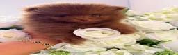 Pomeranian dogs for sale: 🧸 Exceptional Teddy Bear Boys  Rare Colours👑 - Advert 3