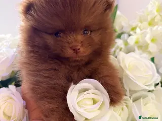 Pomeranian dogs 🐻 Tiny Teddy Bear Pomeranian Boy 🤎 KC Registered - Advert 3