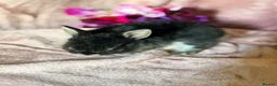 Netherland Dwarf rabbits for sale: Beautiful Neverland Dwarf Pure Breeds in Yeovil - Advert 8