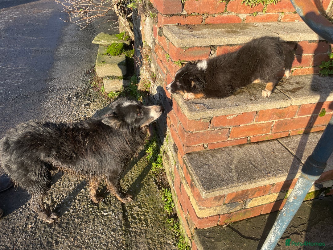 Border Collie dogs for sale: 3 Beautiful Sheepdog Puppies - Advert 30