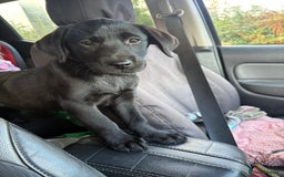 Labrador Retriever dogs for sale: ⭐️READY TO GO NOW⭐️KC Reg Labrador Puppies  - Image 20