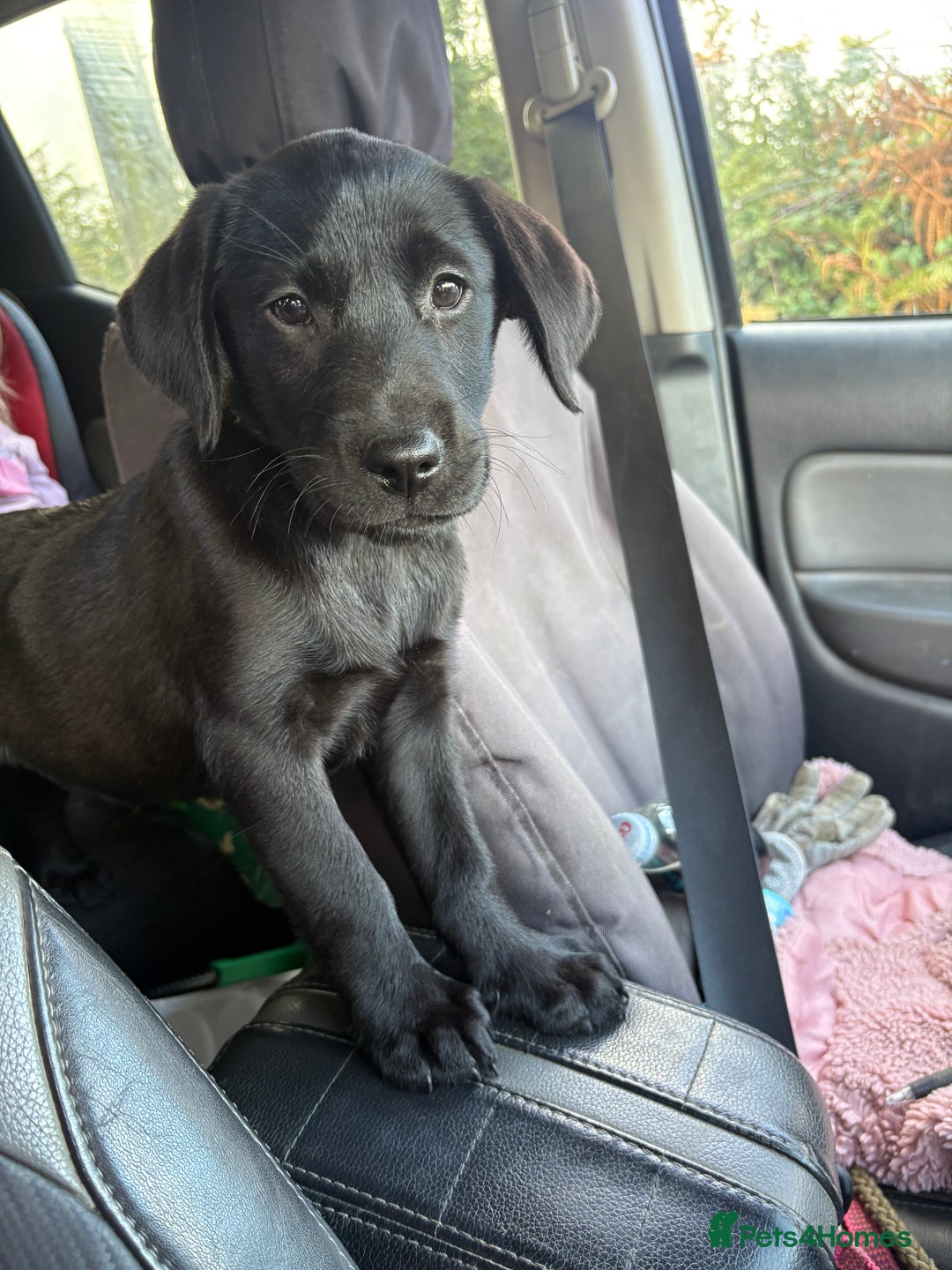 Labrador Retriever dogs for sale: ⭐️READY TO GO NOW⭐️KC Reg Labrador Puppies  - Image 20