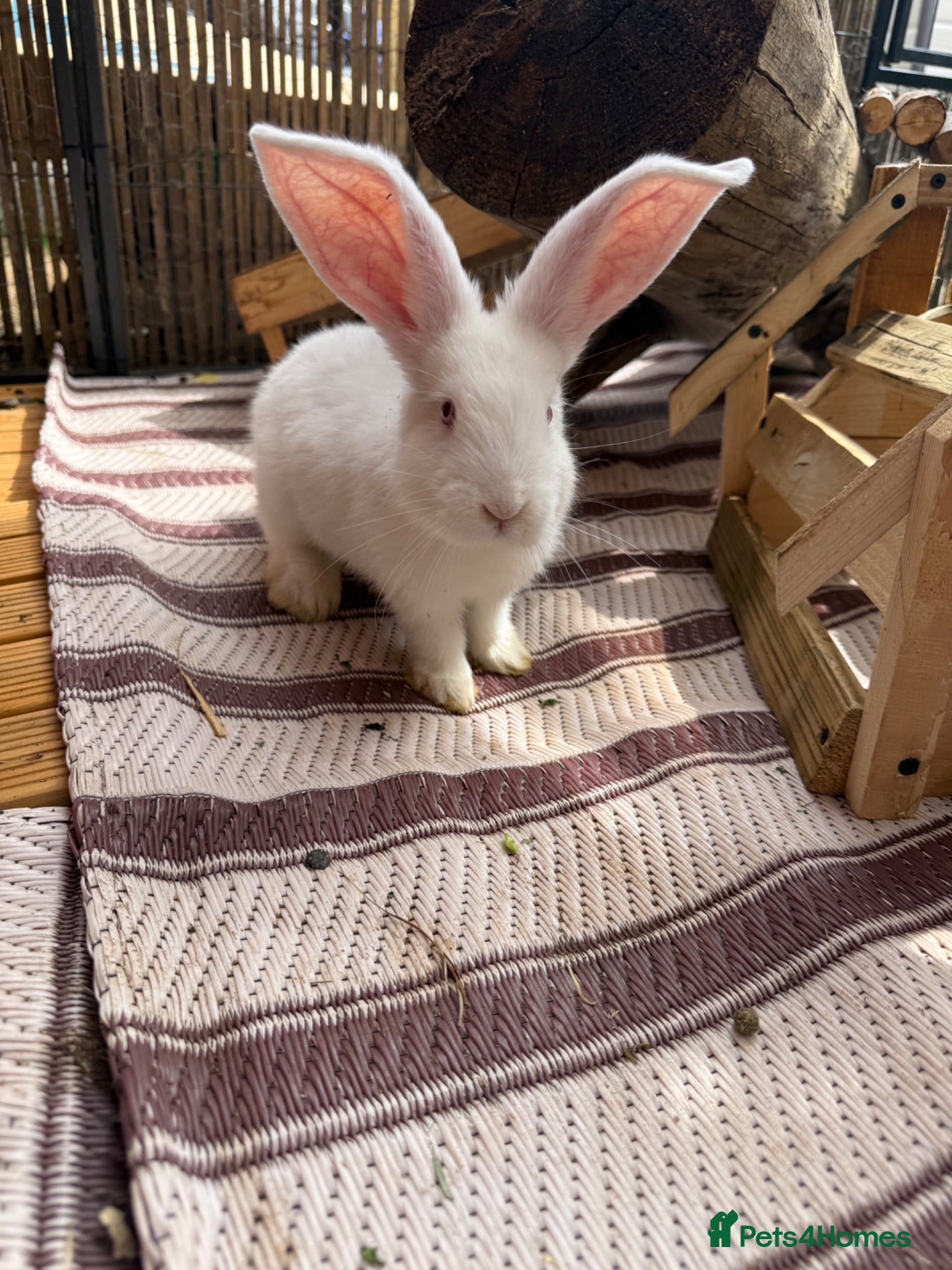 Continental Giant rabbits ‼️READY NOW - 1 CONTI DOE LEFT‼️ - Advert 2