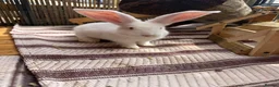 Continental Giant rabbits for sale: ‼️READY NOW - 1 CONTI DOE LEFT‼️ - Advert 2