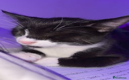 British Shorthair cats for sale: Missy & her 3 kittens & adopted rescue kitten scar - Image 16