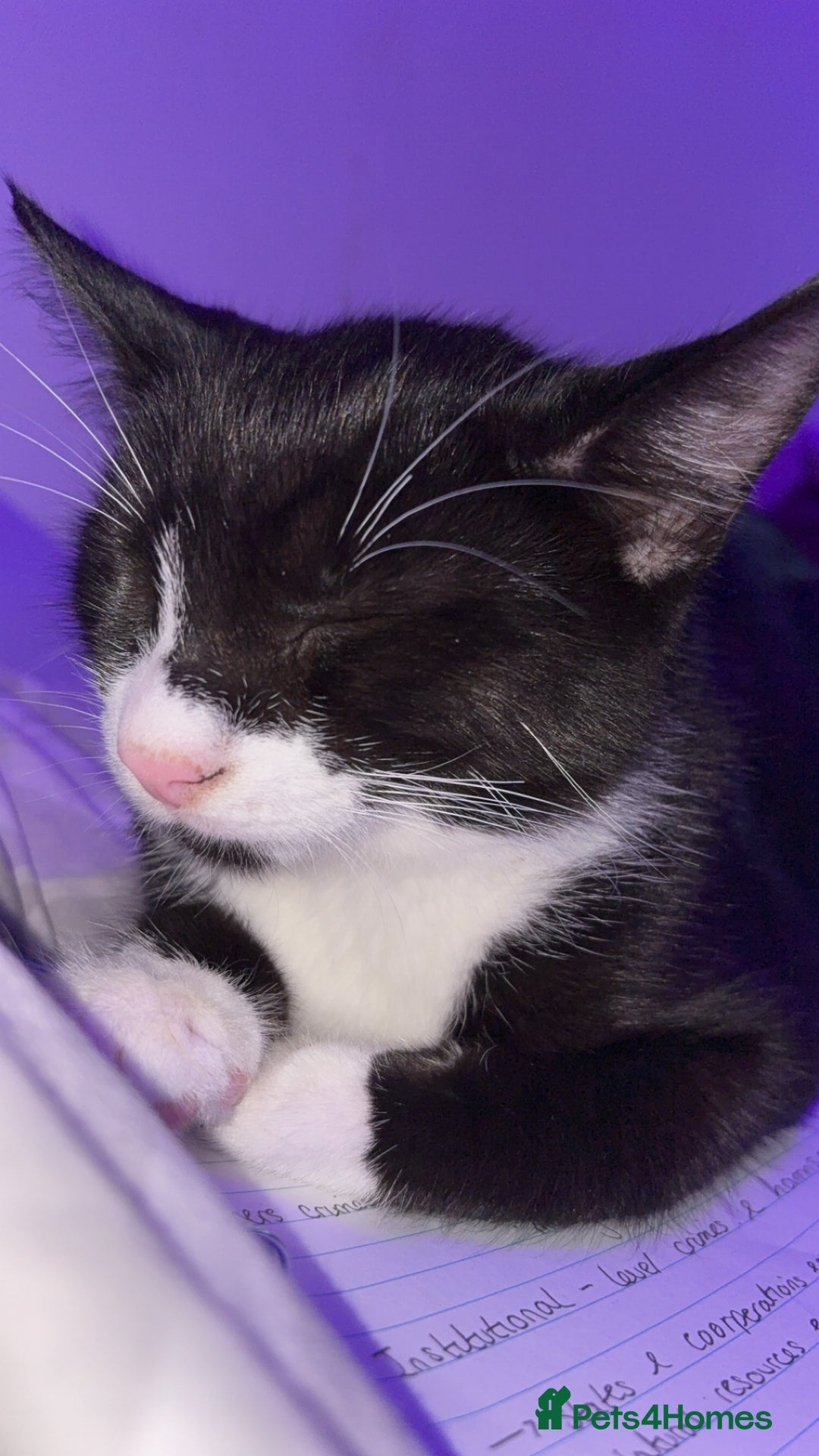 British Shorthair cats for sale: Missy & her 3 kittens & adopted rescue kitten scar - Image 16