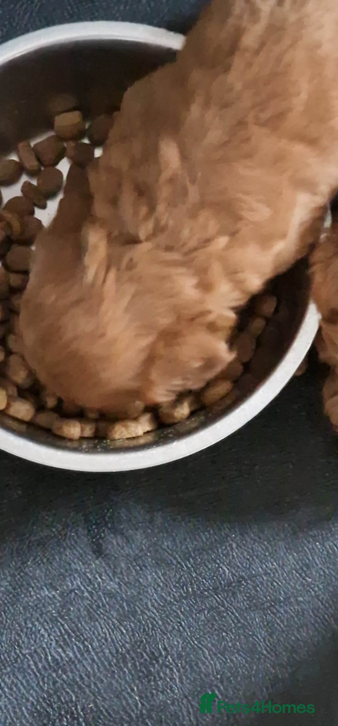 Cockapoo dogs for sale: Cockapoo - Image 15