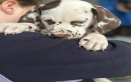 Dalmatian dogs for sale: KC Dalmatian Puppies  - Advert 21