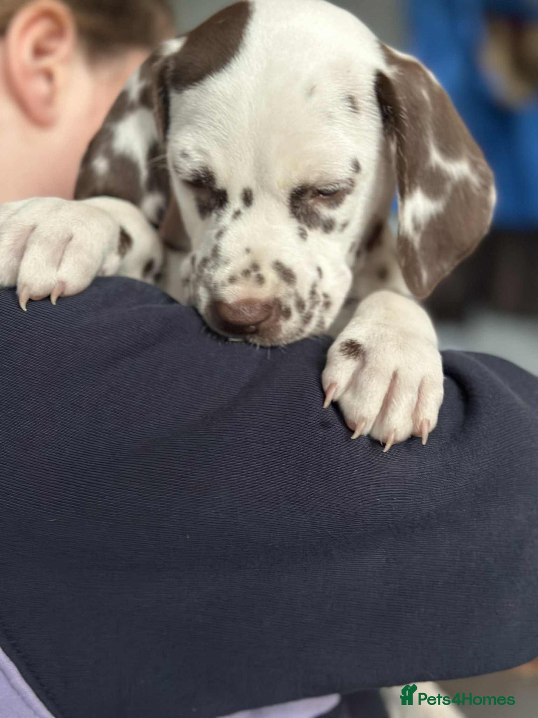 Dalmatian dogs for sale: KC Dalmatian Puppies  - Advert 21