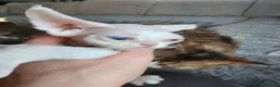 Devon Rex cats for sale: Two Devon Rex kittens for sale!!! - Advert 10