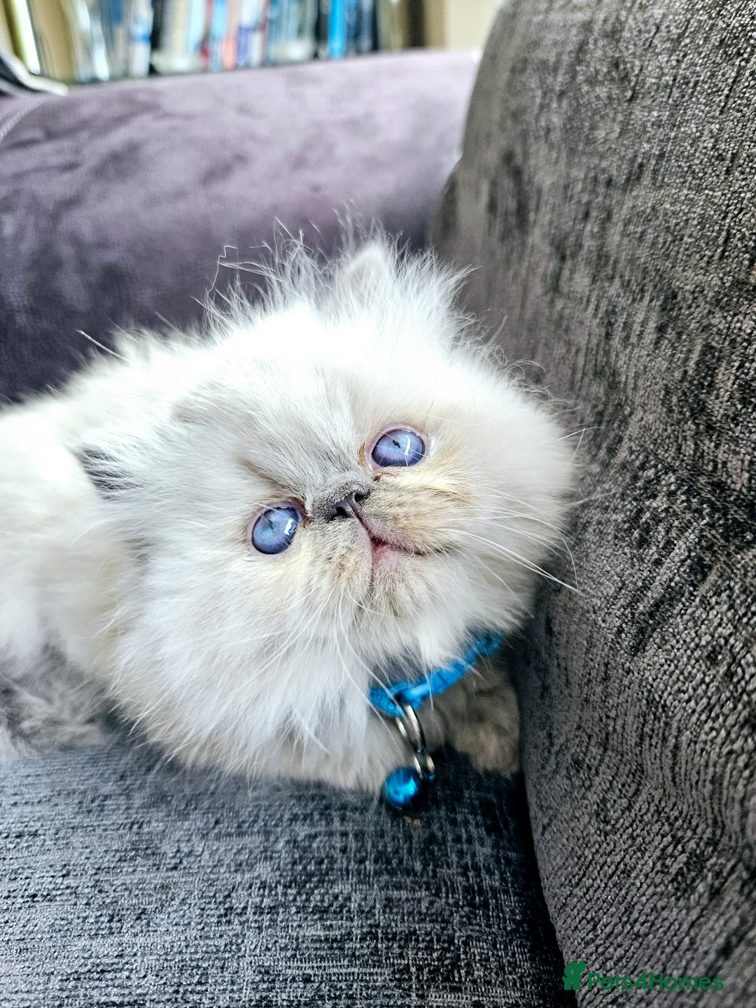 Persian cats for sale: 😻Stunning Pedigree Persian Kittens😻  - Advert 2