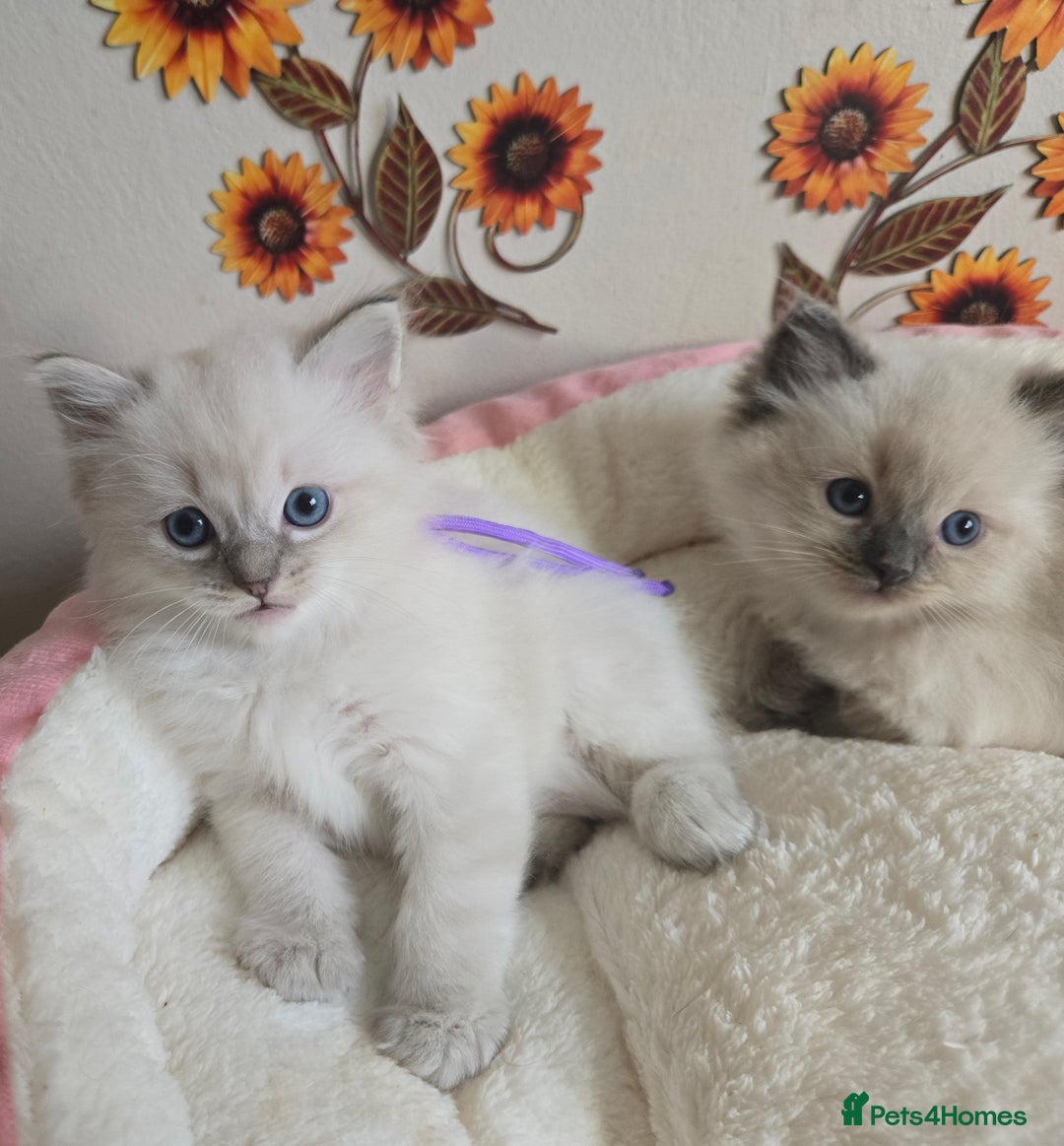 Ragdoll cats for sale: Registered male Ragdoll kittens  - Image 6