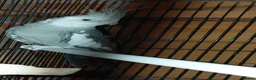 Cockatiels birds for sale: Cockatiel  - Advert 3