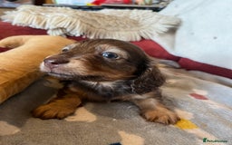 Miniature Dachshund dogs for sale: Miniature Longhaired Dachshunds ready 10.12.25 - Advert 12