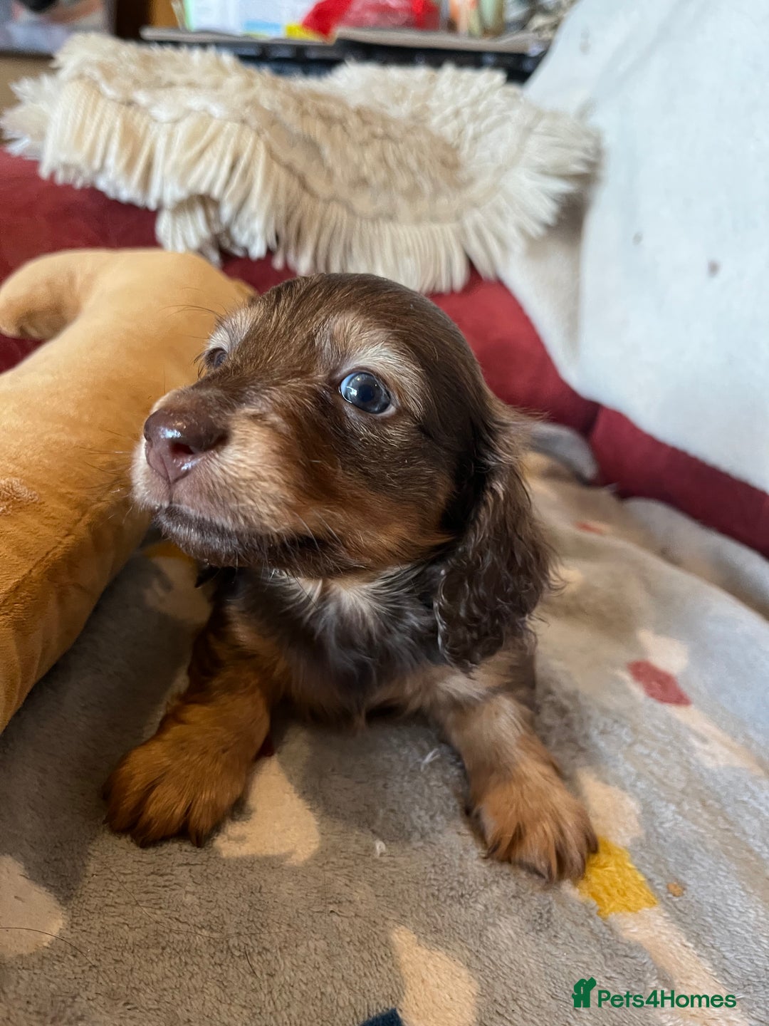 Miniature Dachshund dogs for sale: Miniature Longhaired Dachshunds ready 10.12.25 - Advert 12