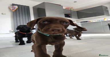 Mixed Breed dogs - Advert 2