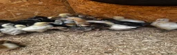 Chickens poultry for sale: Chickens and chicks read description - Advert 7