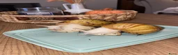 Snails invertebrates for sale: Albino Giant African land snail babies  in Accrington - Advert 5