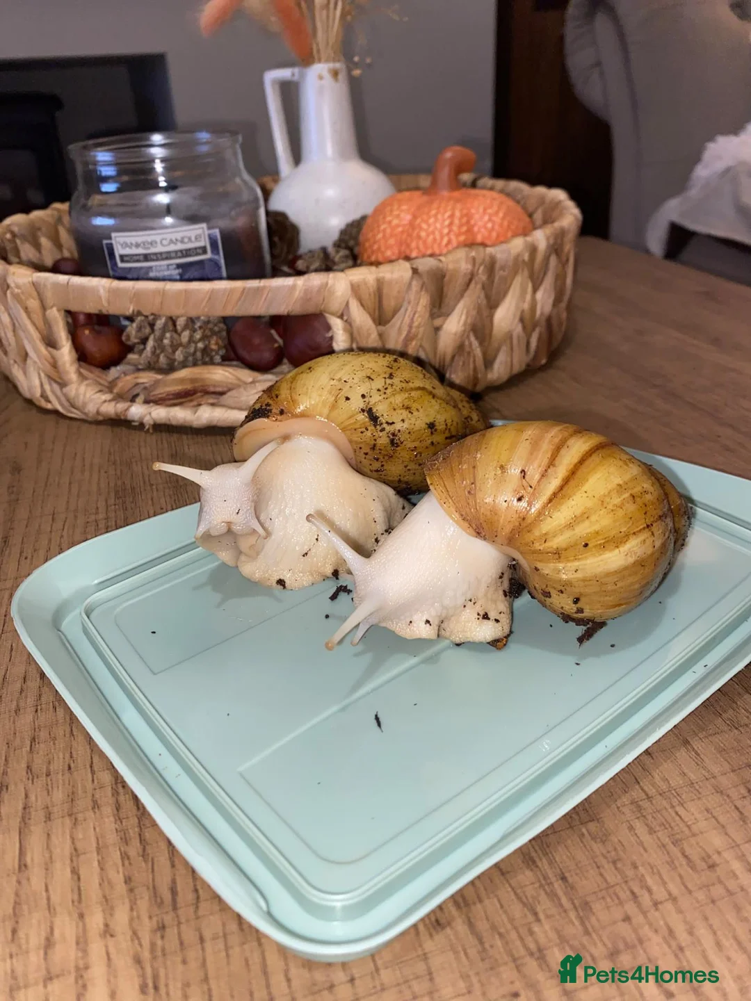 Snails invertebrates for sale: Albino Giant African land snail babies  in Accrington - Advert 5