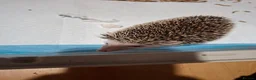 Pygmy Hedgehog rodents for sale: Africsn pygmy hedgehog in Edenbridge - Advert 3