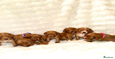 Cocker Spaniel dogs - Advert 16
