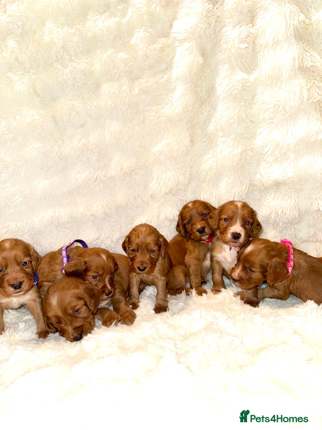 Cocker Spaniel dogs for sale: 🧡Fox Red WCS🧡 - Image 12