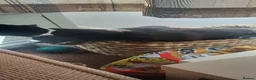 British Shorthair cats for sale: 3 lovely black kittens in Preston - Advert 5