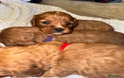 Cavapoo dogs for sale: 🐾 Tiny F1 Cavapoo Puppies – 3 Girls & 1 Boy! 🐾 - Image 5