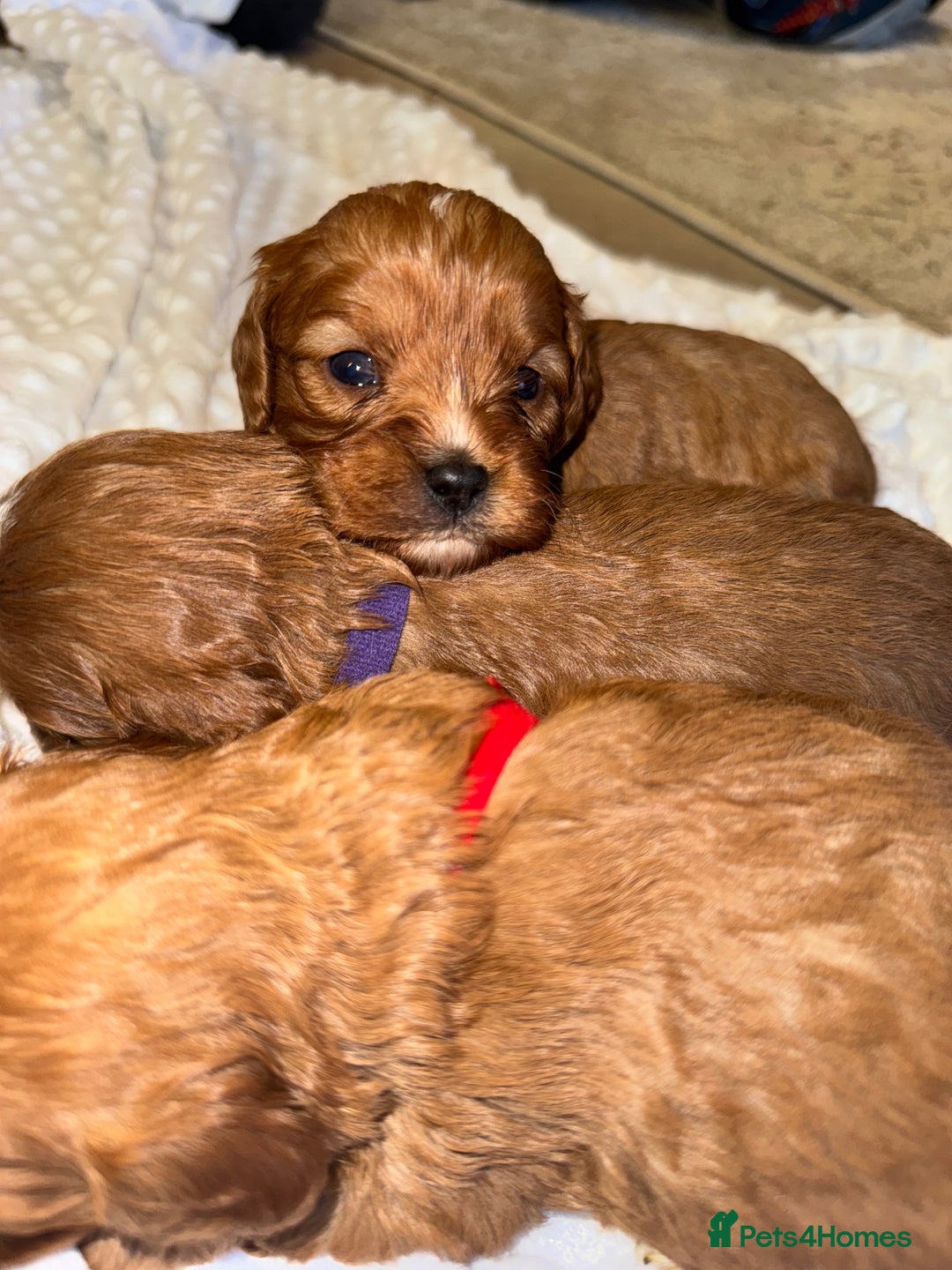 Cavapoo dogs for sale: 🐾 Tiny F1 Cavapoo Puppies – 3 Girls & 1 Boy! 🐾 - Image 5