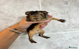 Guinea Pig rodents for sale: Beautiful Otter colour full peruvian& 3 PEWs   - Advert 10