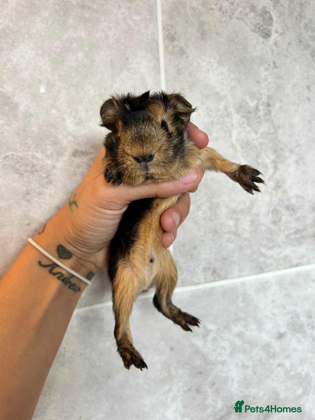 Guinea Pig rodents for sale: Beautiful Otter colour full peruvian& 3 PEWs   - Advert 10