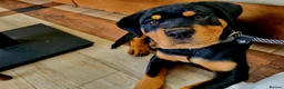 Rottweiler dogs for sale: Rottweiler Puppies Non KC Registered Litter in Gaerwen - Advert 5