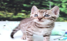 Bengal cats for sale: CUTE BROWN FEMALE BENGAL KITTENS (TICA REG) - Image 4
